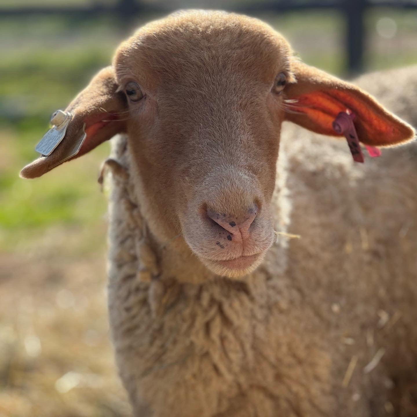 Sheep to Skein January 17 2026 9am-2pm