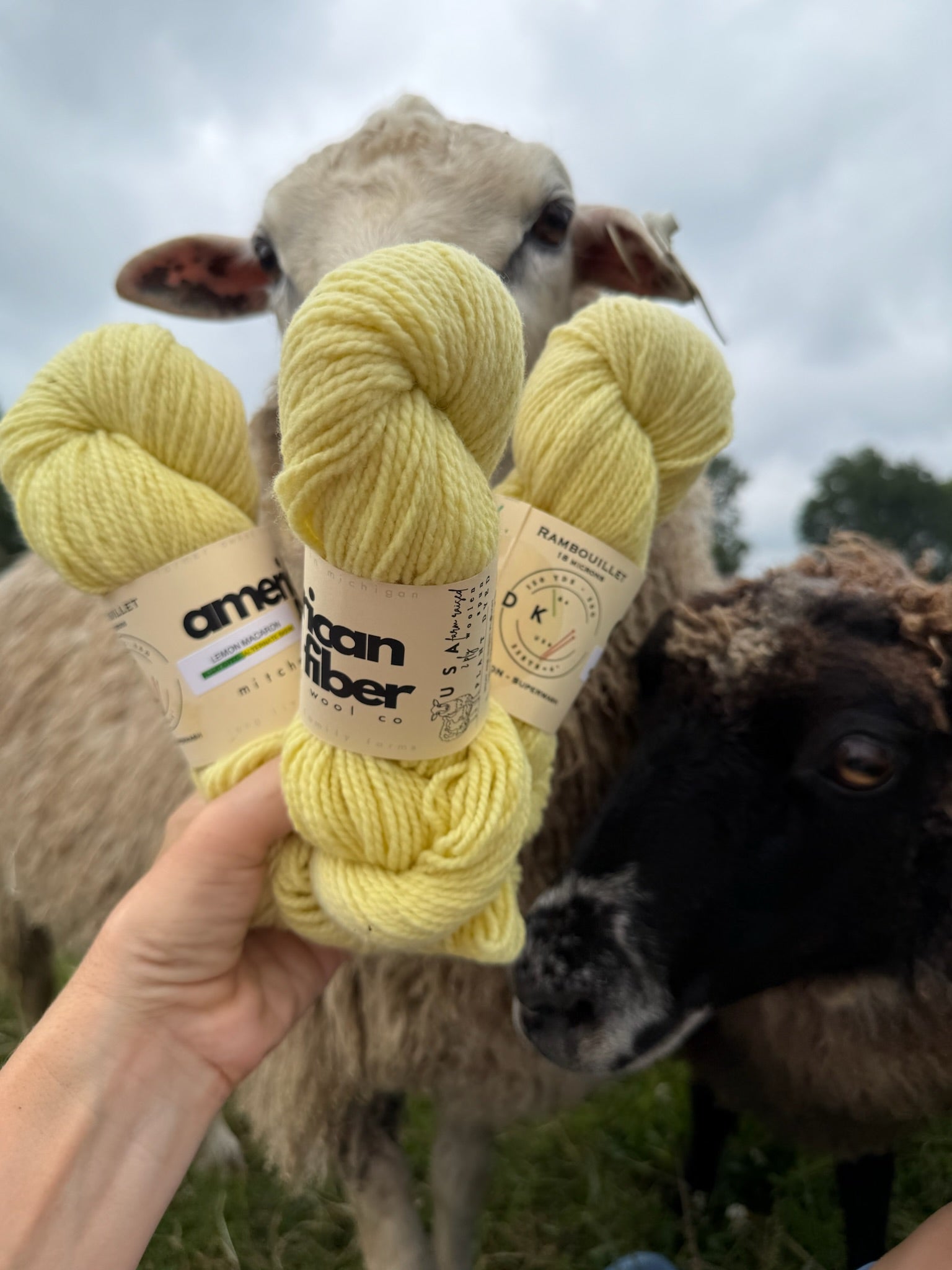 Rambouillet DK - American Fiber