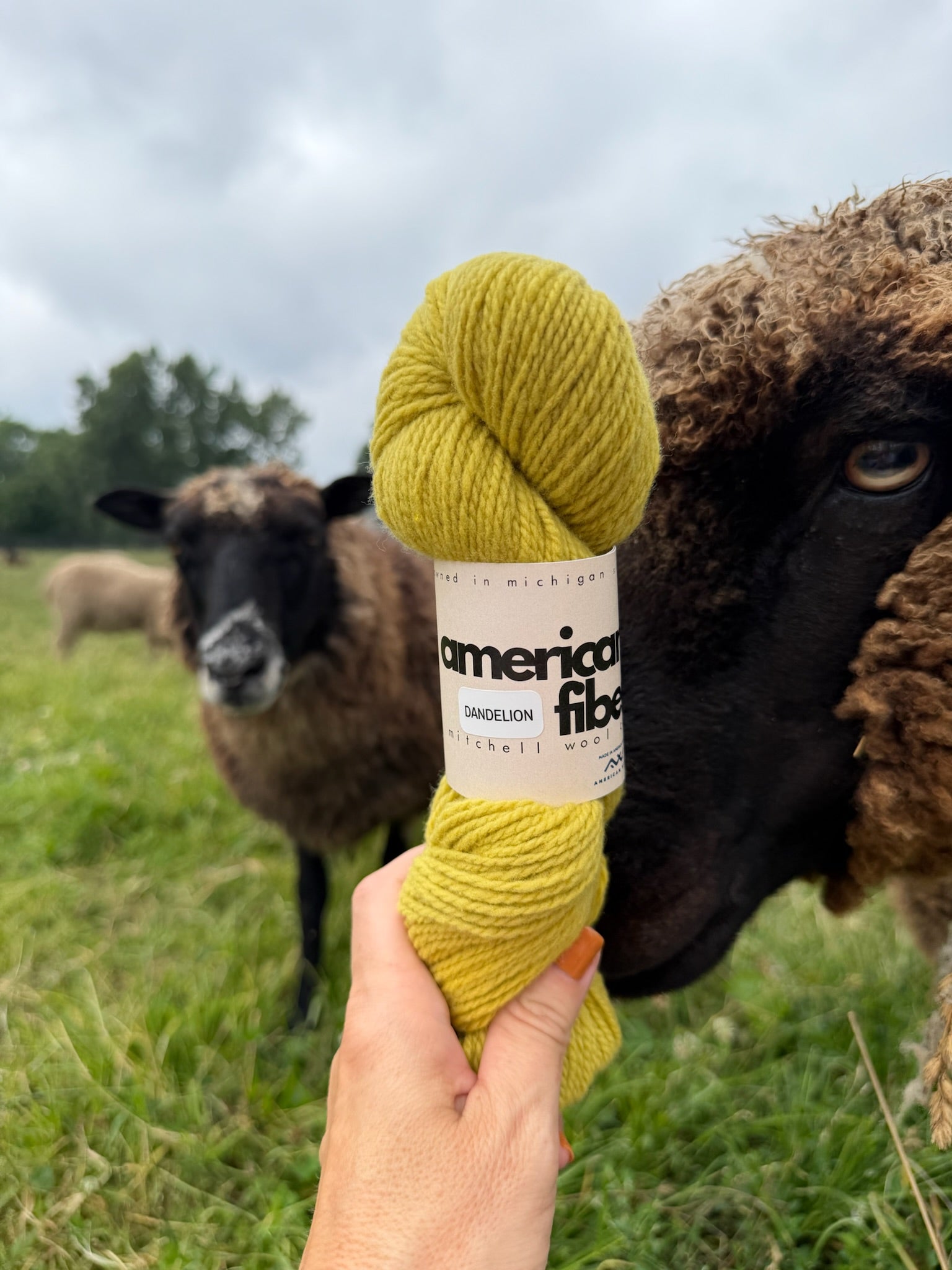 Rambouillet DK - American Fiber