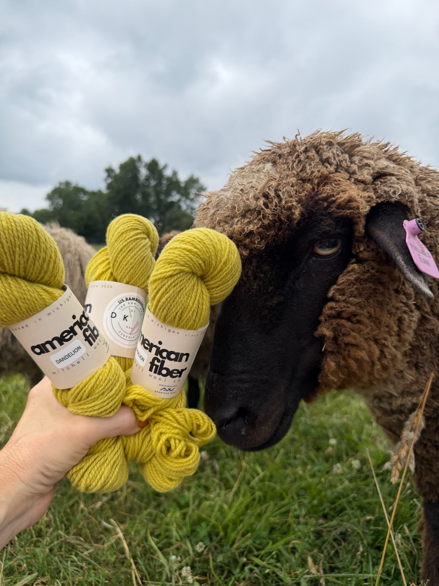 Rambouillet DK - American Fiber