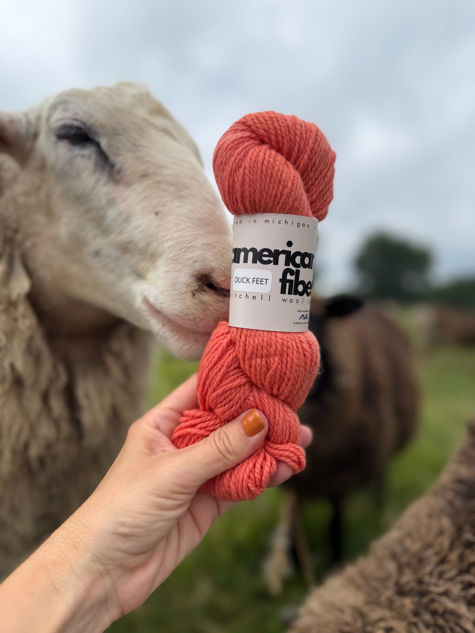 Rambouillet DK - American Fiber
