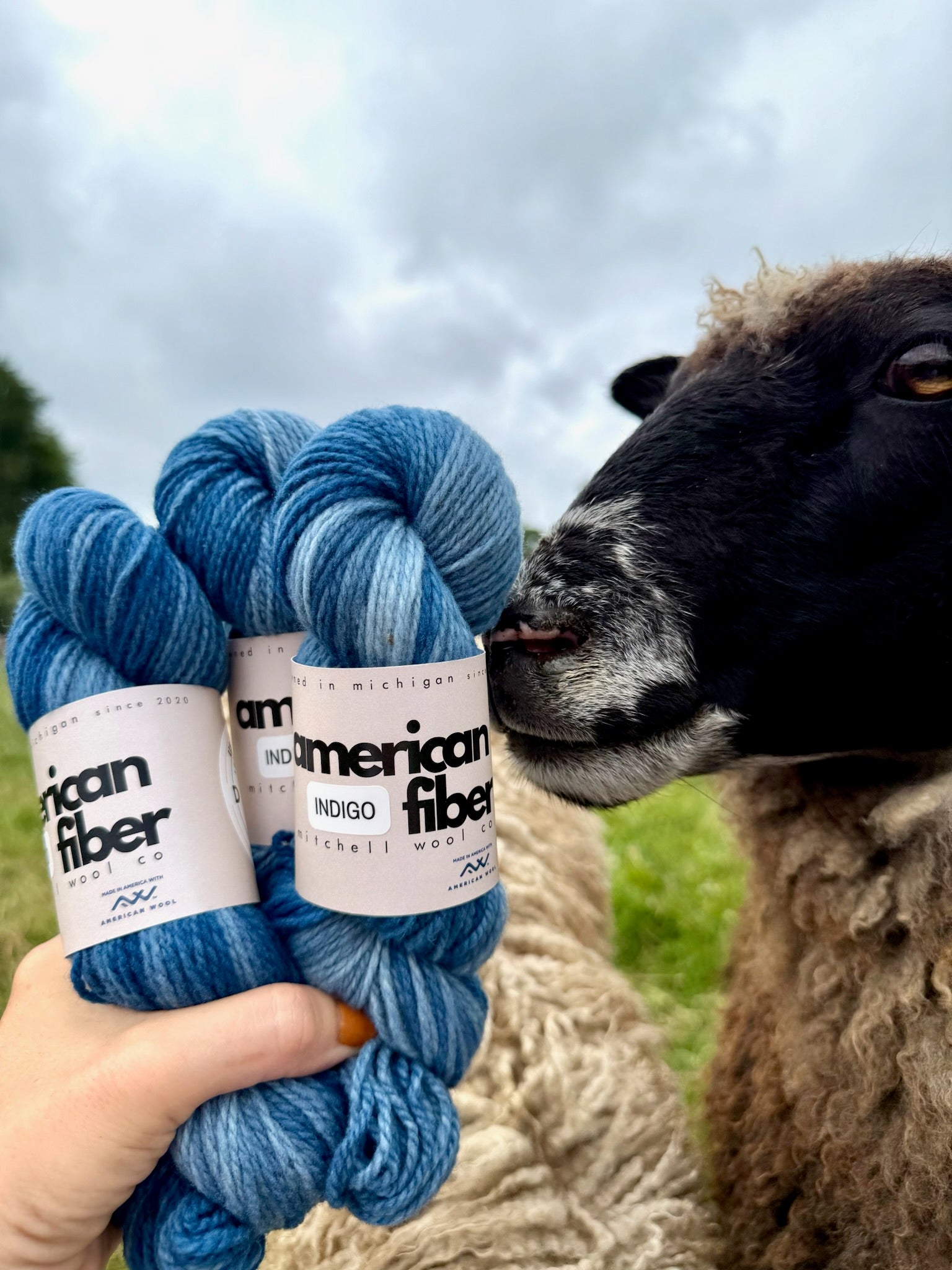 Rambouillet DK - American Fiber