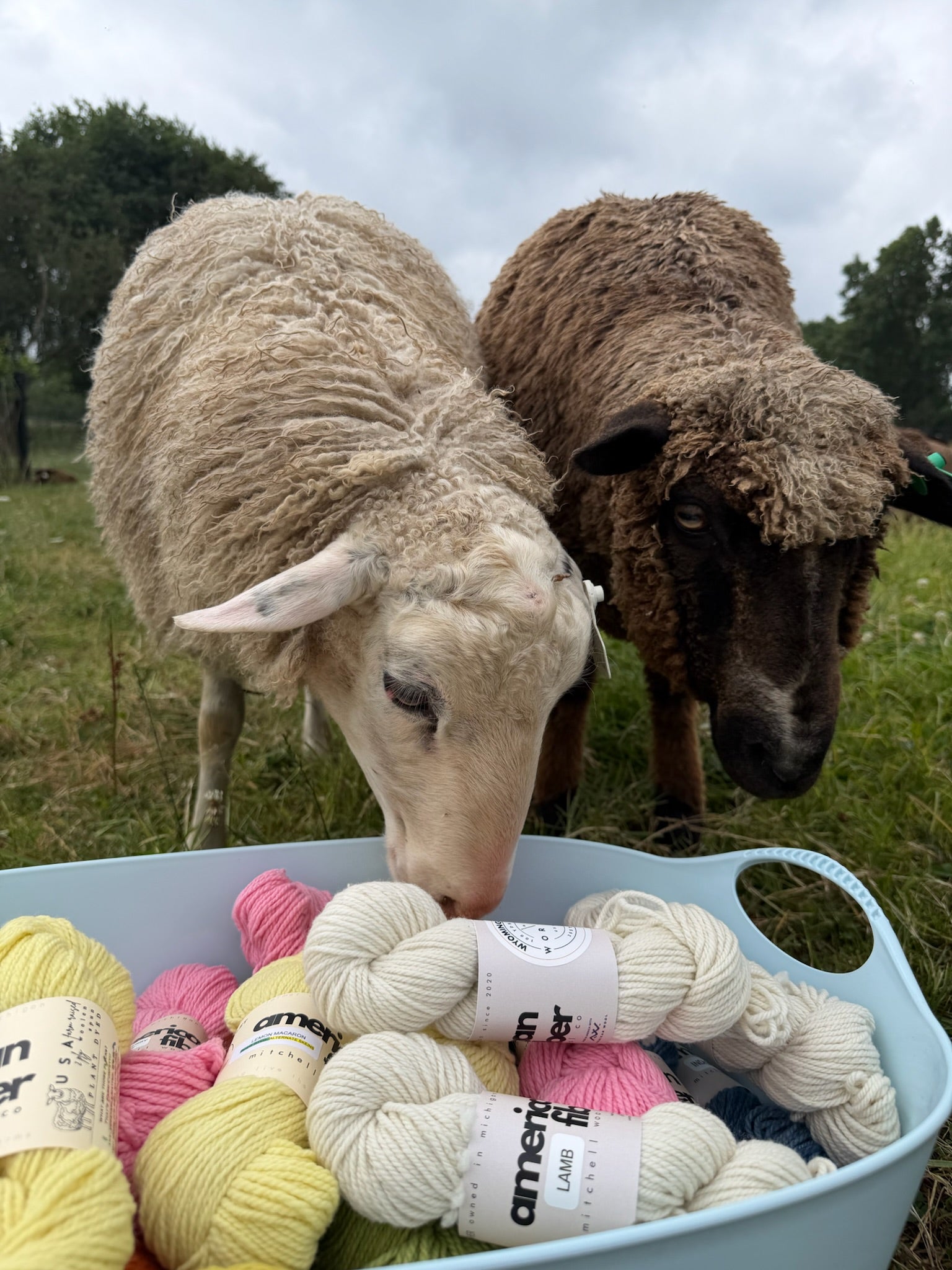 Rambouillet DK - American Fiber