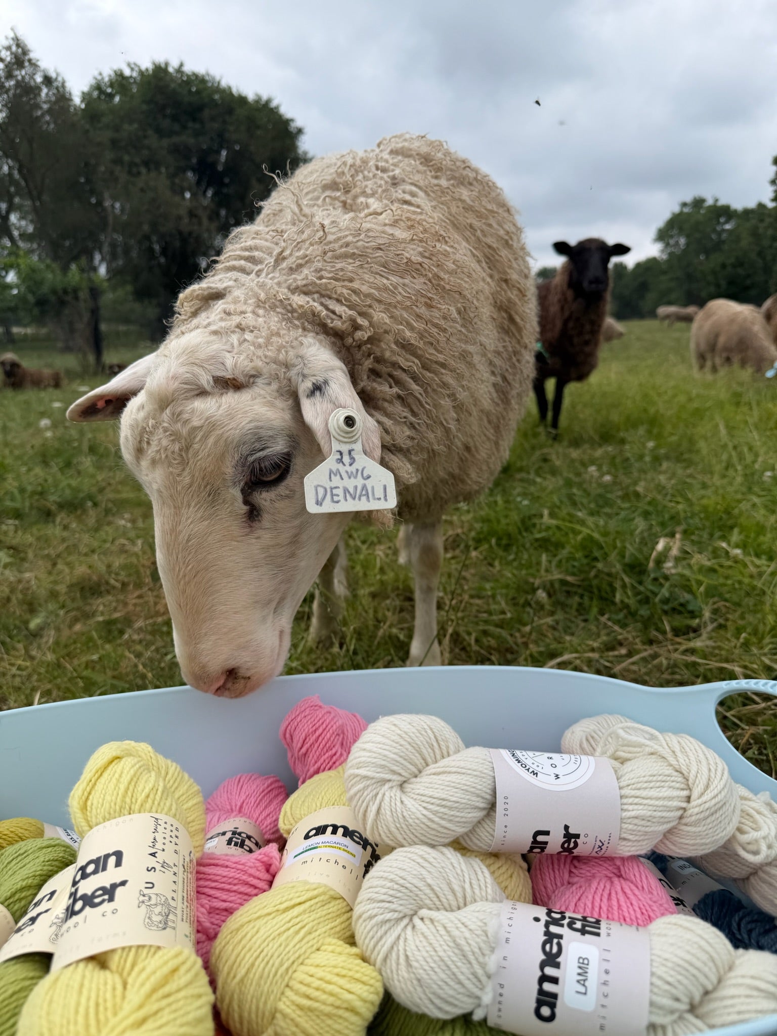 Rambouillet DK - American Fiber