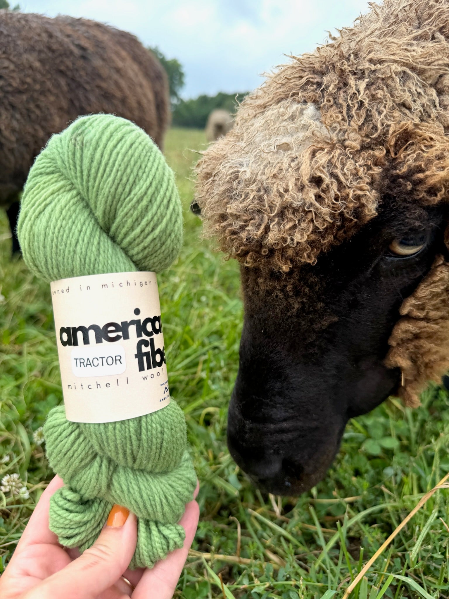 Rambouillet DK - American Fiber