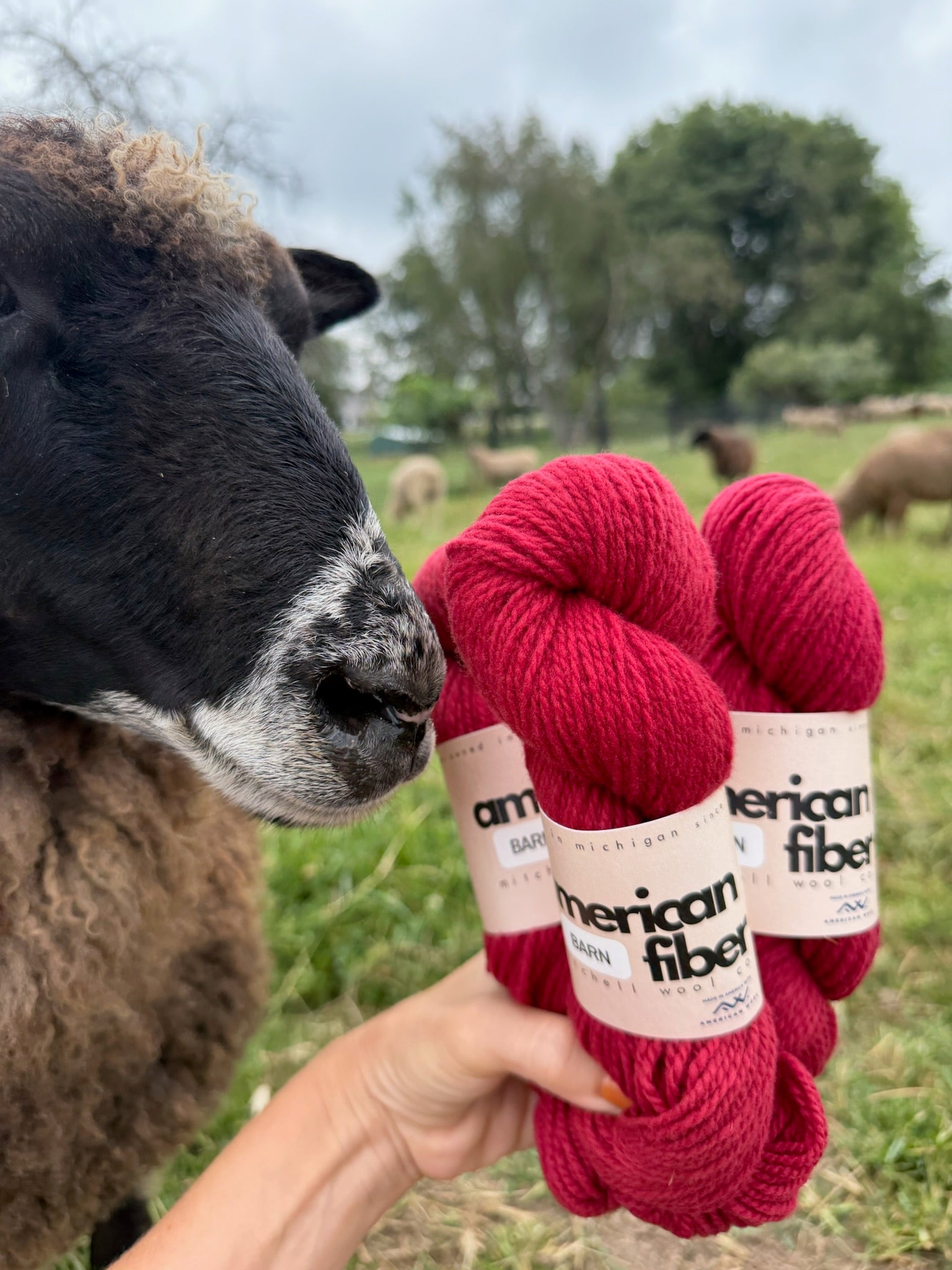 Rambouillet DK - American Fiber