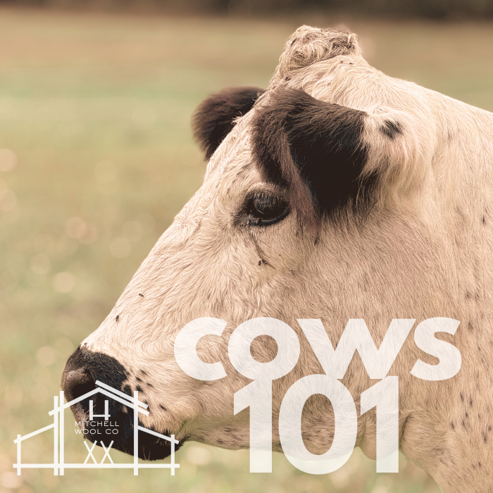 Cows 101 May 16 2026 9am-1pm