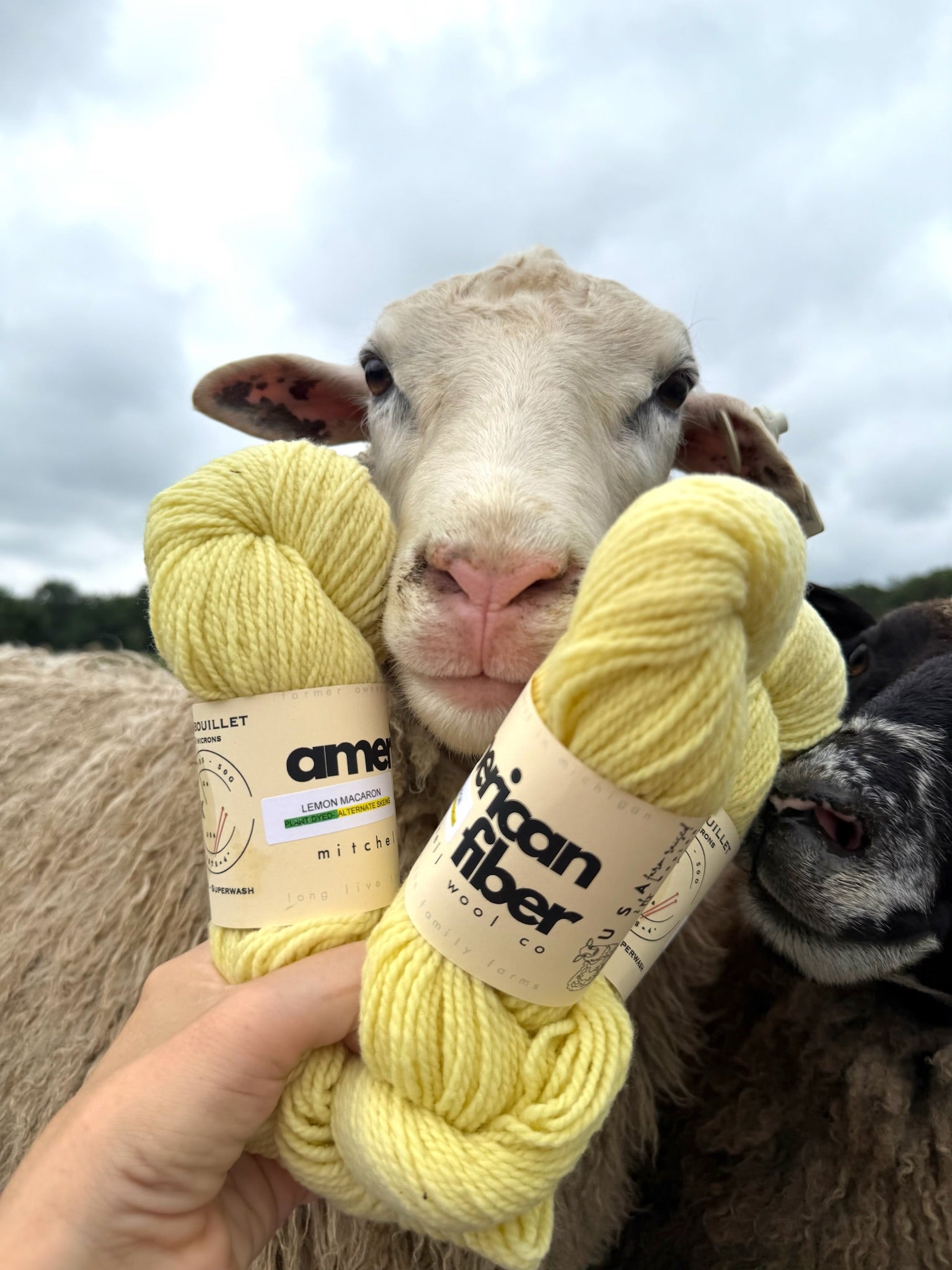 Rambouillet DK - American Fiber