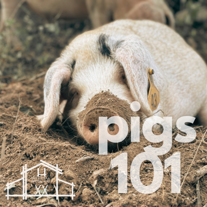 Pigs 101 September 26 2026 9am-1pm