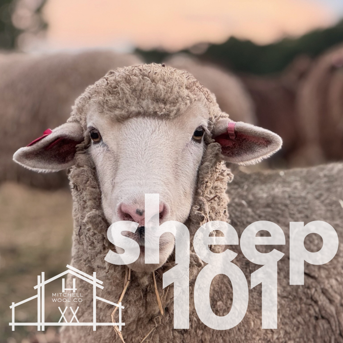 Sheep 101 - April 11 2026 9am-1pm