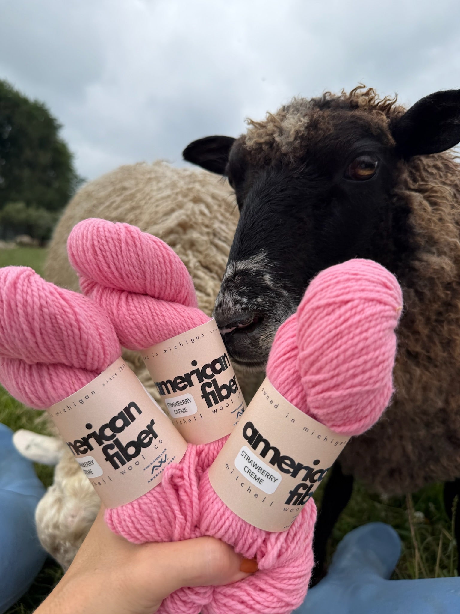 Rambouillet DK - American Fiber