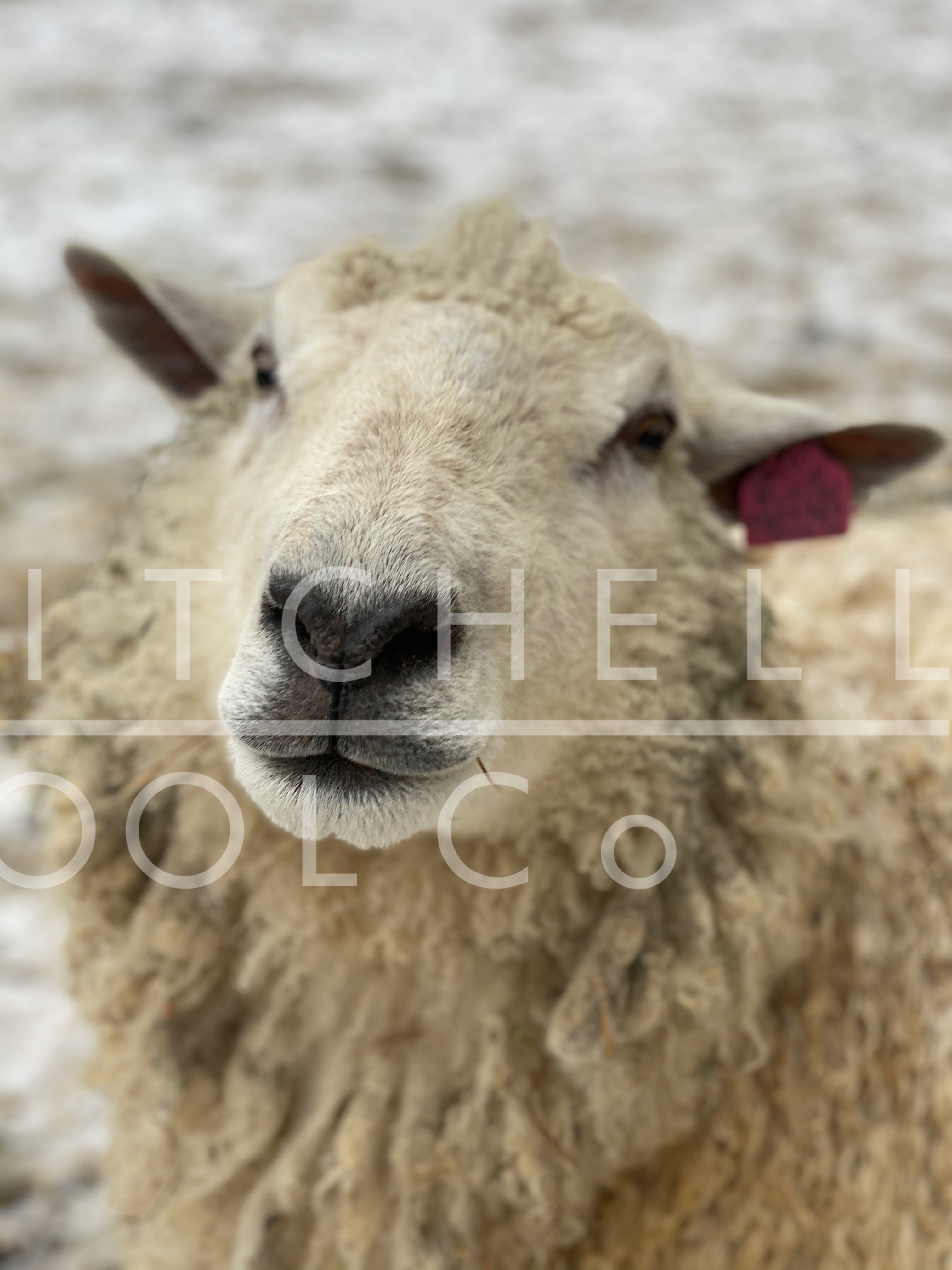 Big Betty - our saucy Romney/Teeswater/BFL sheep grins at the camera